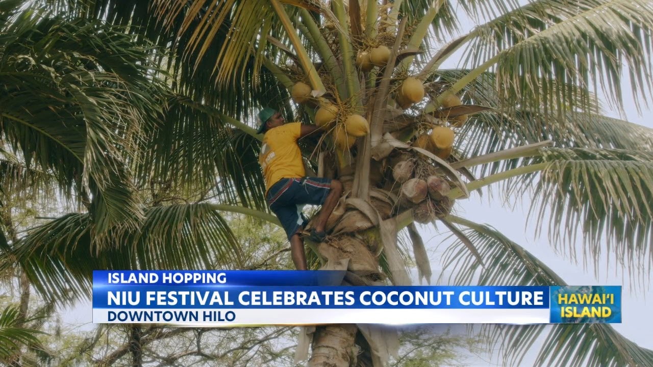 Niu Festival in Hilo promotes culture and beetle awareness