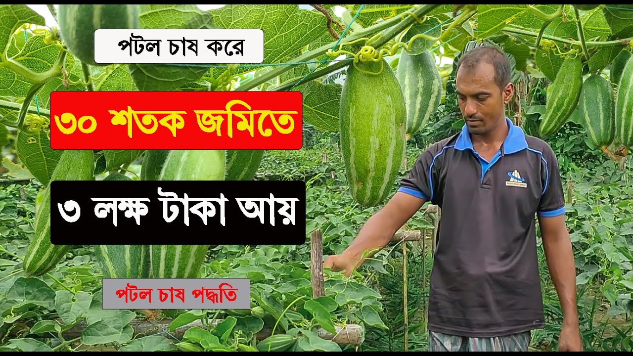 পটল চাষ করে, ৩০ শতক জমিতে ৩ লক্ষ টাকা আয় - পটল চাষ পদ্ধতি - পর্ব 05 - Krishi Bicitro  - কৃষি বিচিত্র