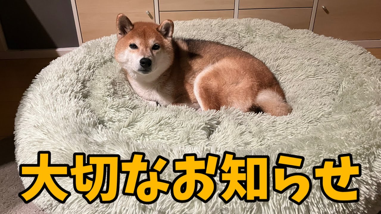 【大切なお知らせ】1カ月ほど動画の投稿をお休みします