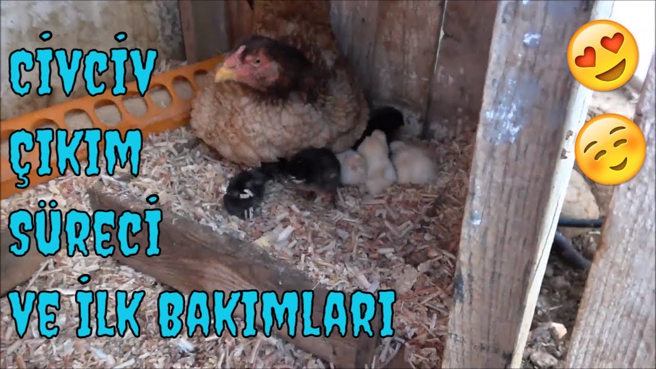 Kümesimizin Minik Misafirleri (Eğlenceli Civciv Videosu)