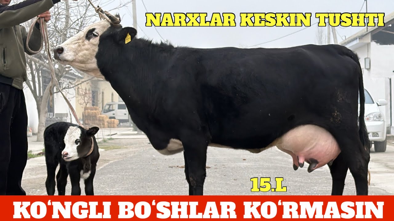 YOSH ISHONCHI SINAXTA SIGIRLAR⭐️NARXLAR ZOʻR BOʻLDI⭐️ULGURIB QOLIB🔥