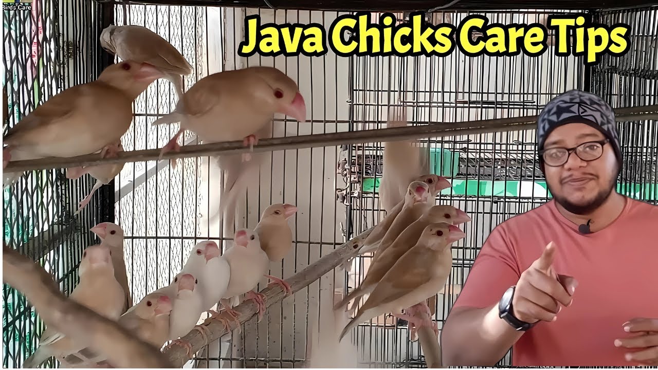 Java sparrow chicks care tips in winter | All Java sparrow | Java Bird | Finch | Winter care | Birds