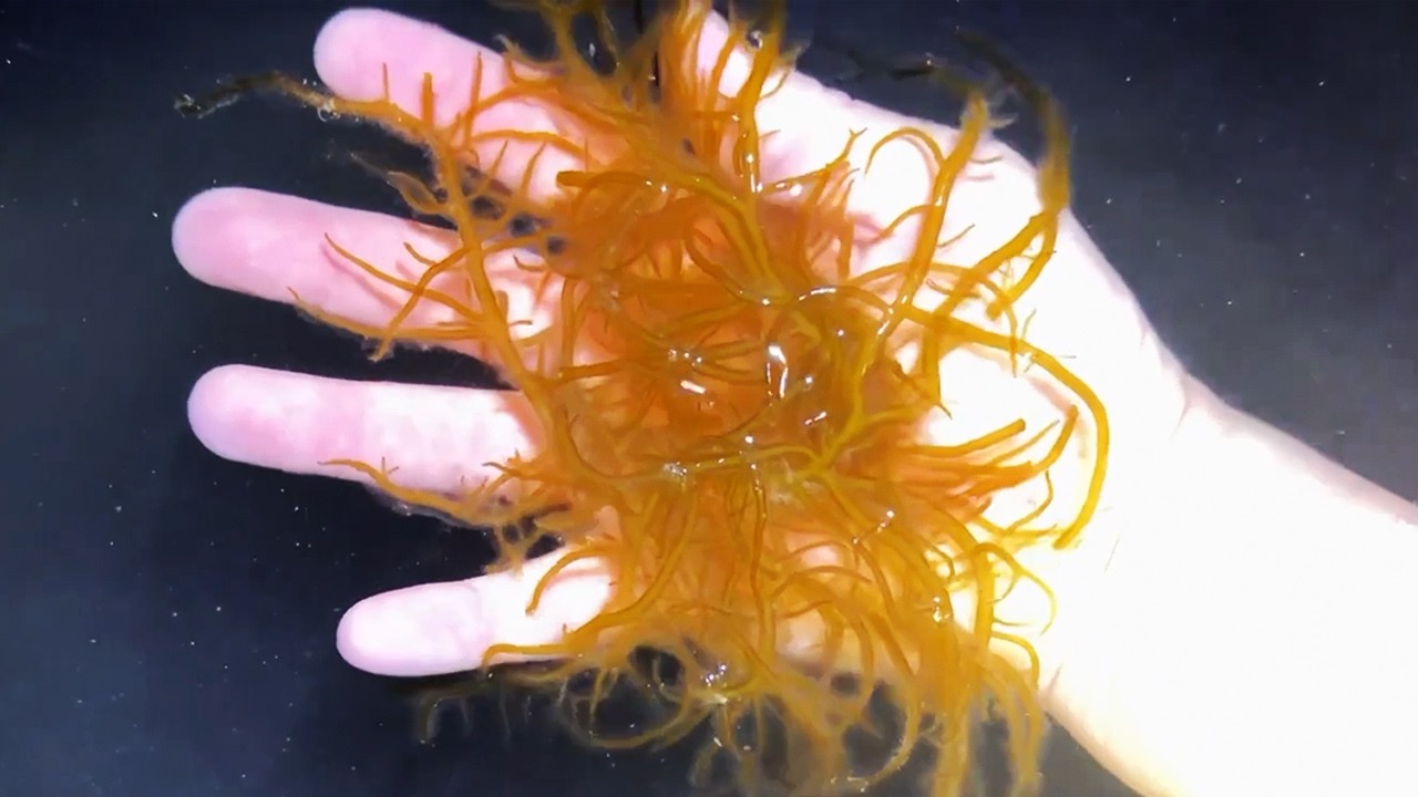 夜の海で捕まえる高級モジャモジャが美味い！