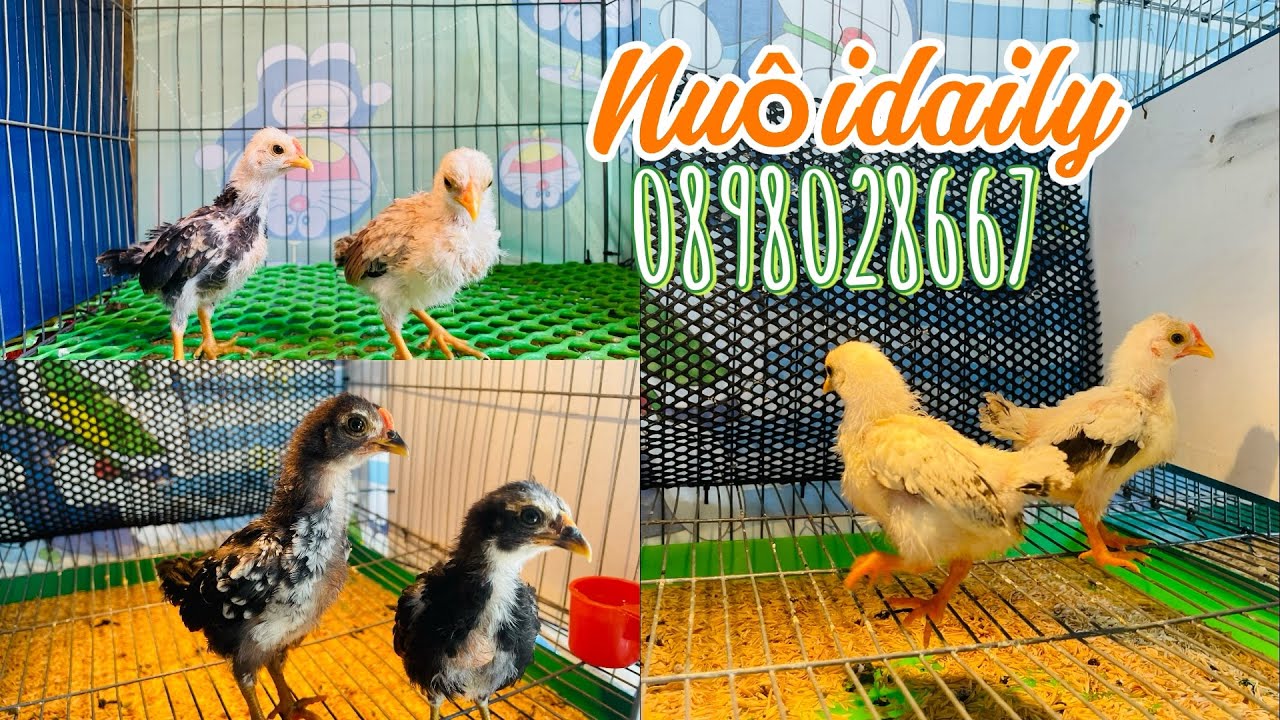 Gà tre bắc mini