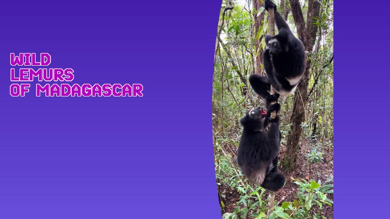 WILD  LEMURS  OF  MADAGASCAR