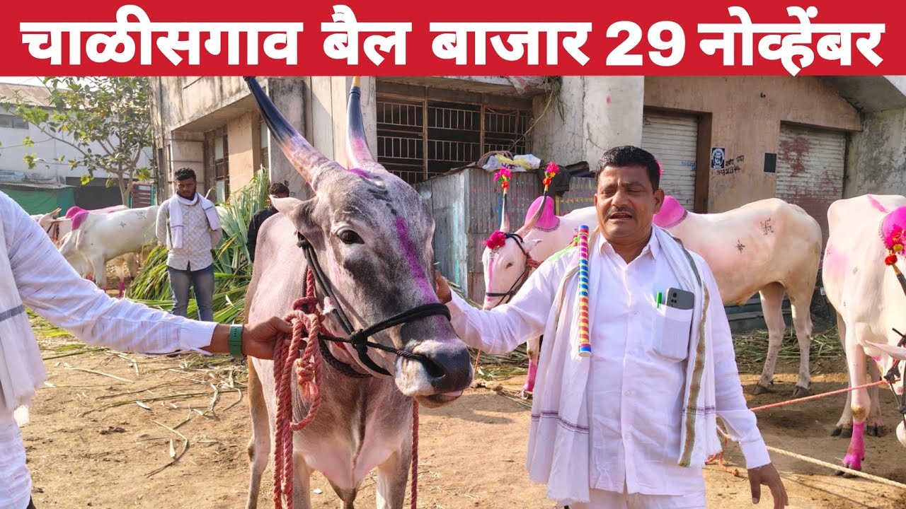 चाळीसगाव बैल बाजार | चाळीसगाव बैल बाजार 29 नोव्हेंबर 2025 | chalisgaon bail bazar 