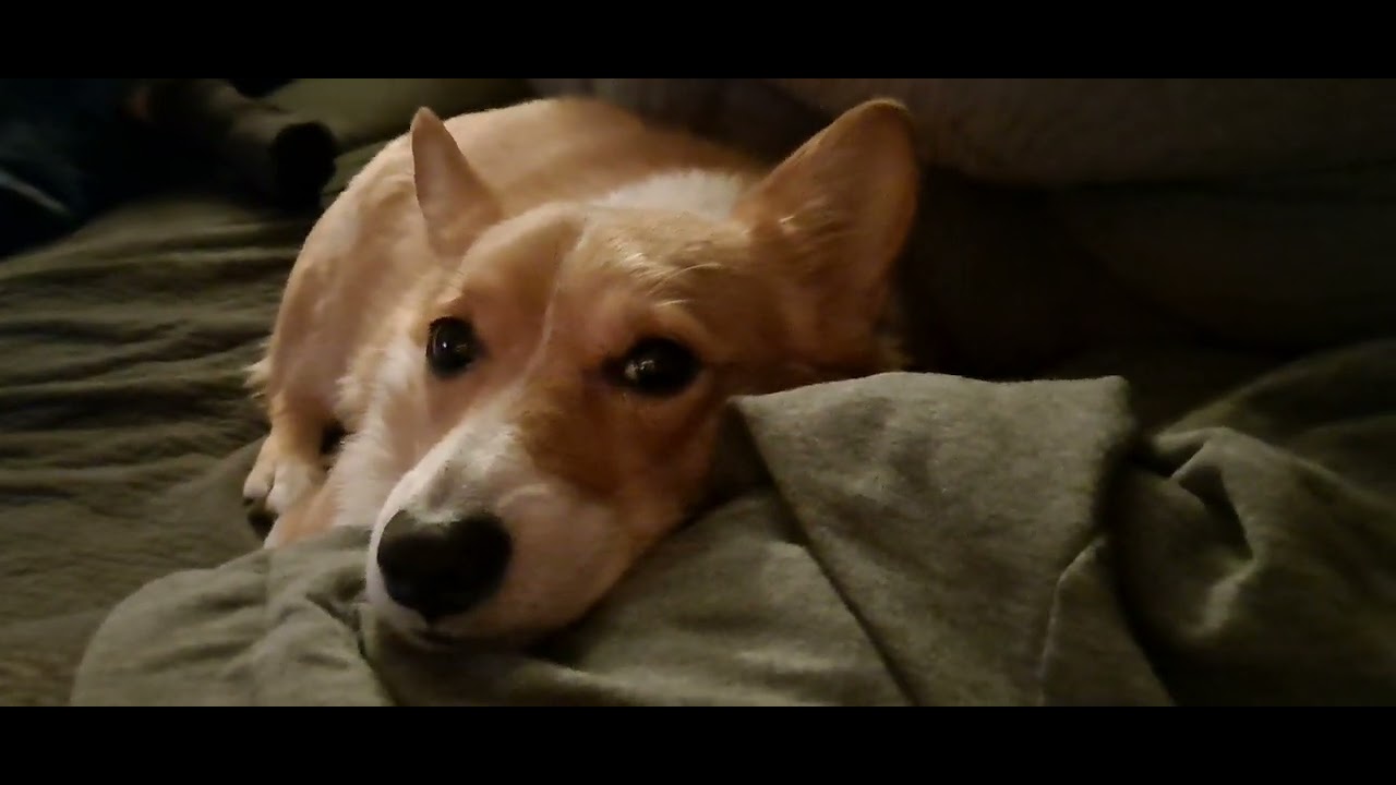 corgi tired after Christmas