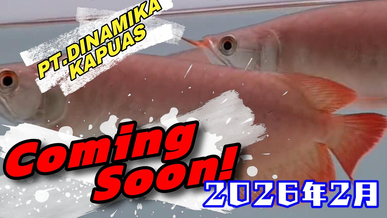 ディナミカカプアスよりアジアアロワナ入荷致します。（202602DK便）