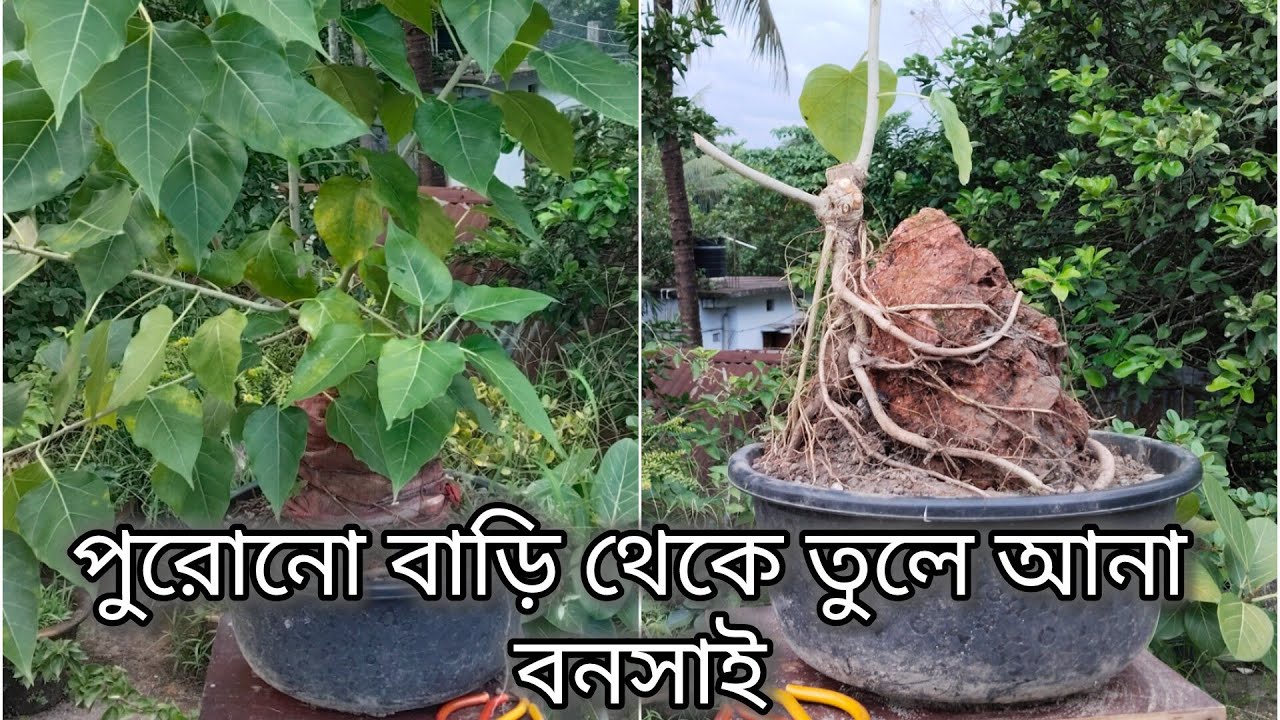 Root over rock style bonsai /পাথরের ওপর বনসাই