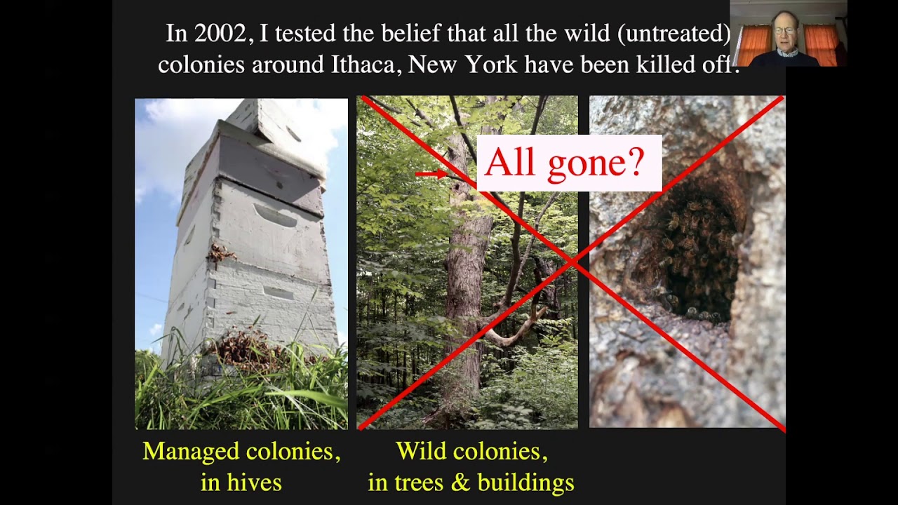 Darwinian beekeeping