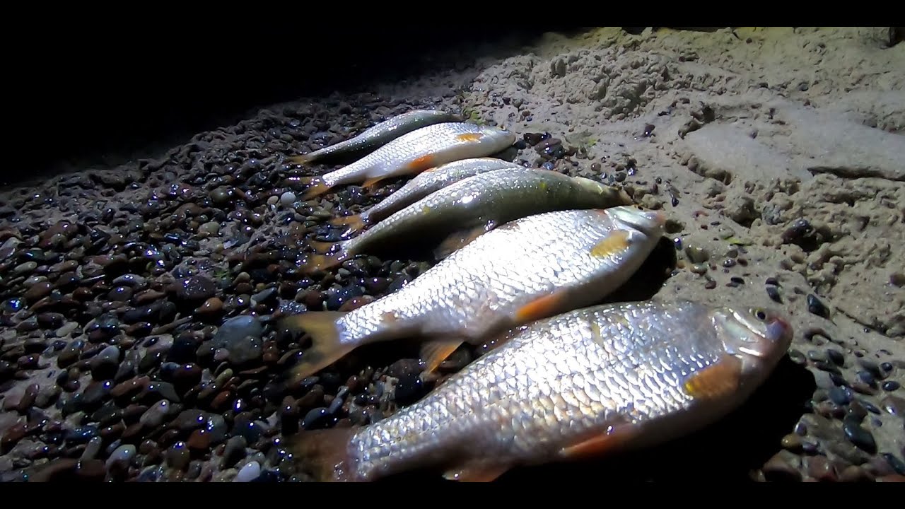 Surfcasting  w Pobierowie. 6 płoci  04.08.2025.