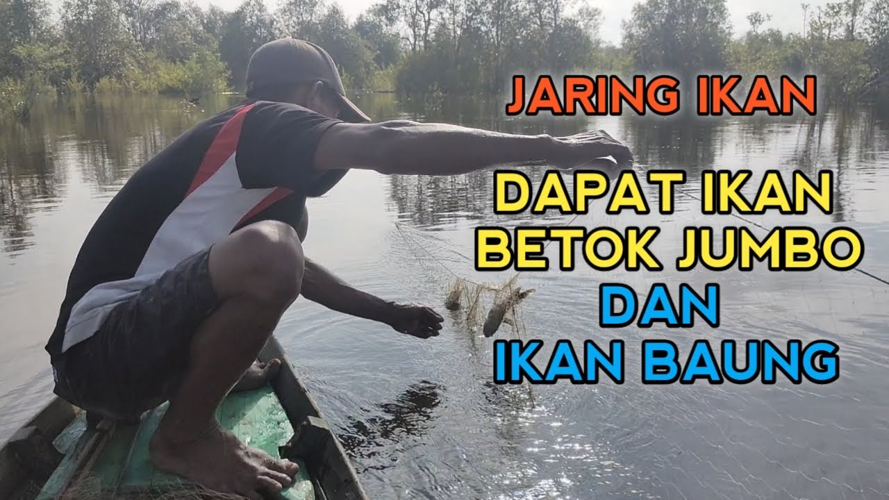 PASANG JARING IKAN DI TENGAH DANAU - DAPAT IKAN BETOK JUMBO DAN IKAN BAUNG