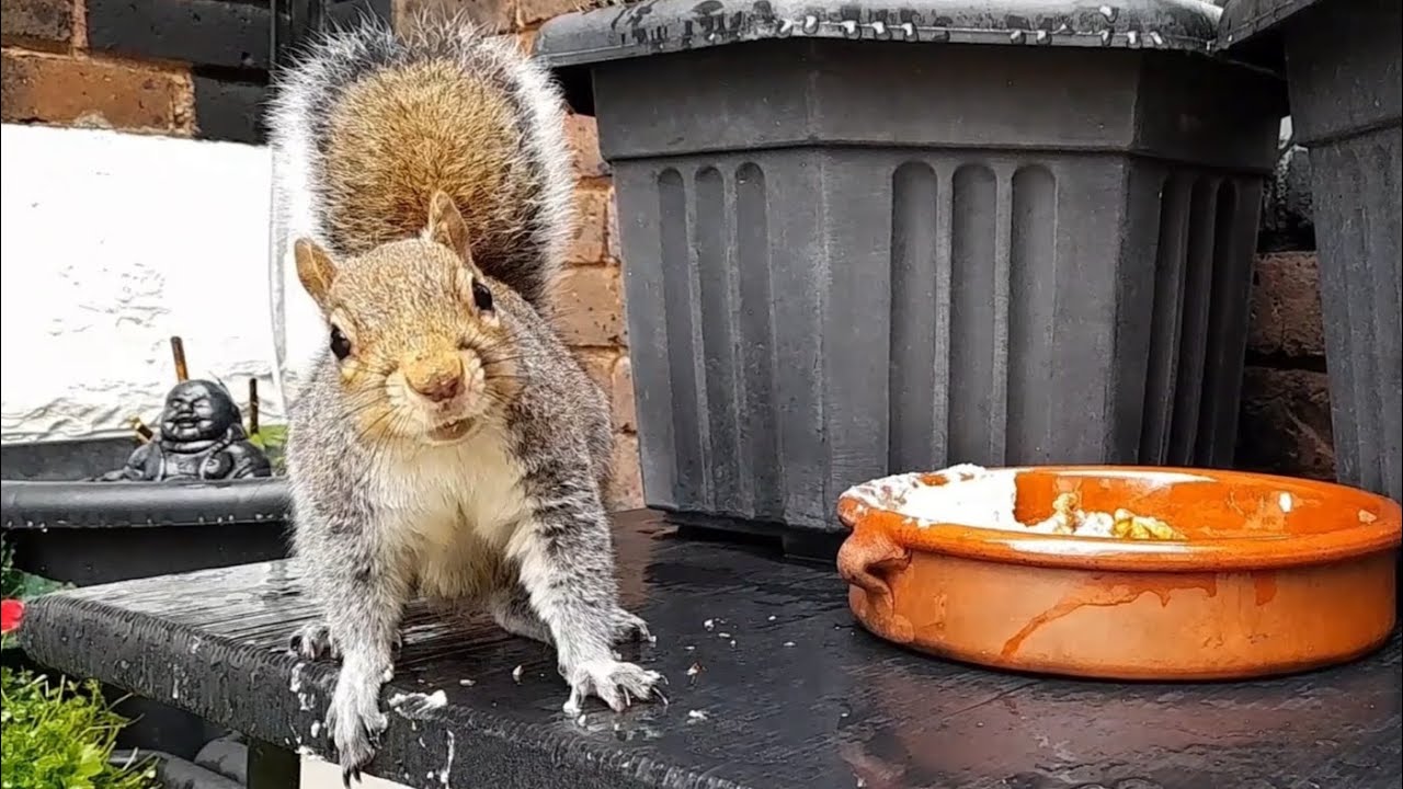 #squirrel