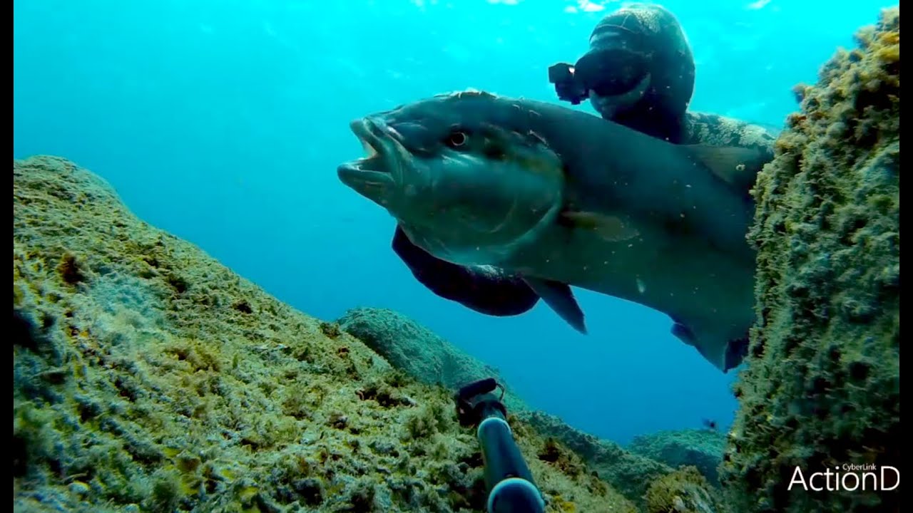 Pesca Submarina - MEDREGAL (Pez Lim&oacute;n, Amberjack, Ricciola) &hearts;️🔱🤿 Spearfishing.💦