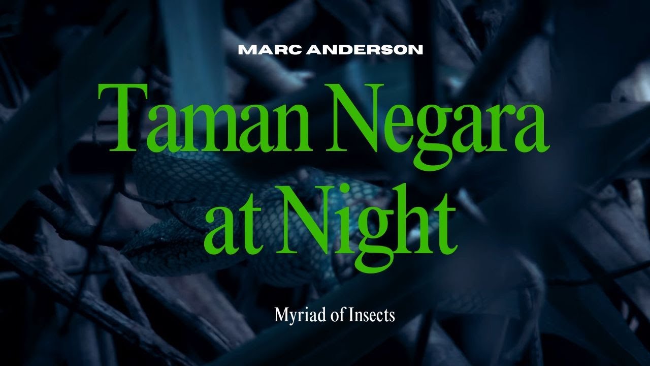 Taman Negara Rainforest at Night | Immersive Insect Ambience | Asia Nature Sounds