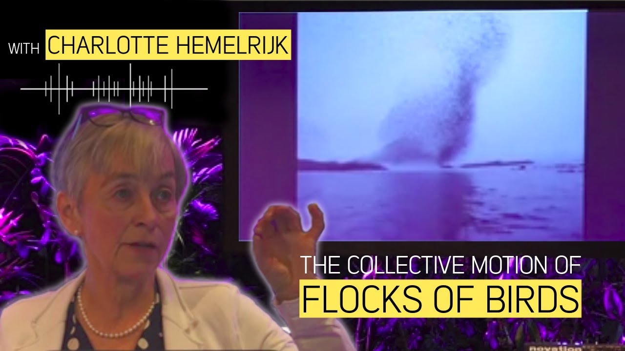 The collective motion of flocks of birds with Charlotte Hemelrijk