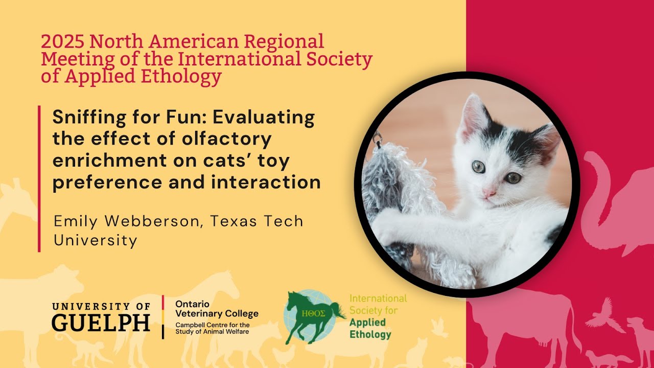 Evaluating the effect of olfactory enrichment on cats' toy preference and interaction
