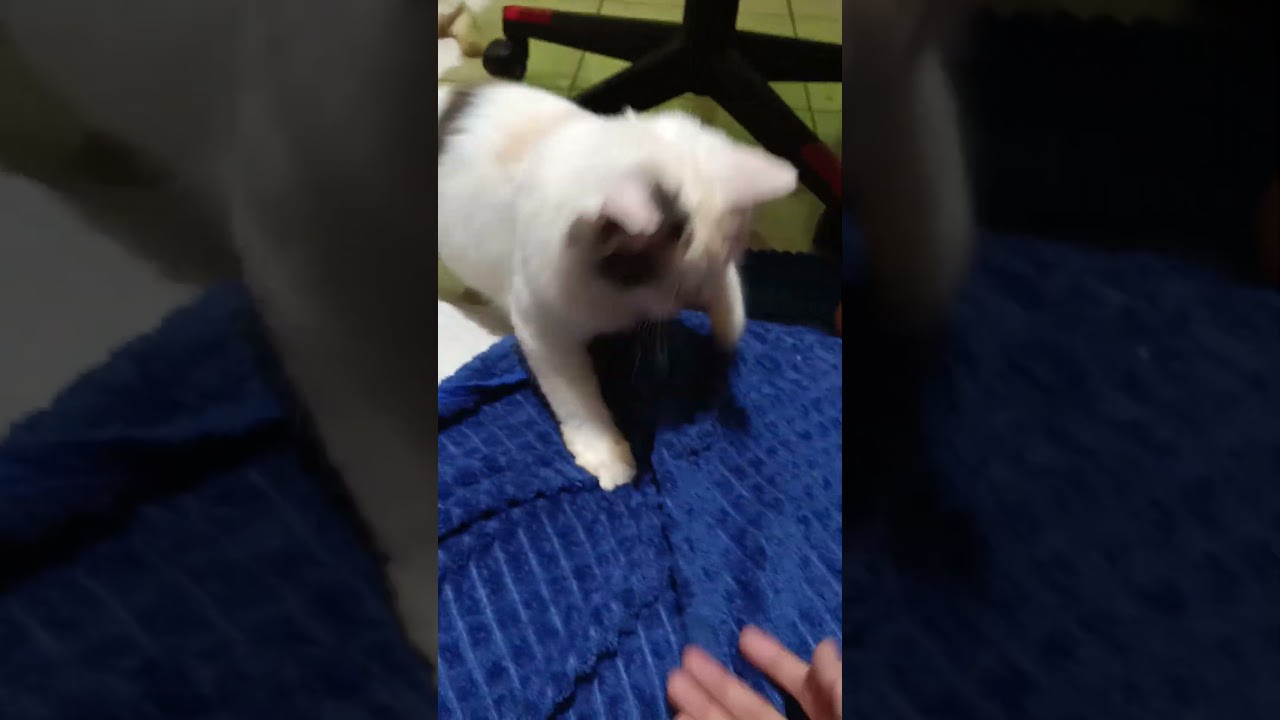 funny cats #cats #cute #pets #meow #instacat #catlover #kittensofinstagram #animaloveras