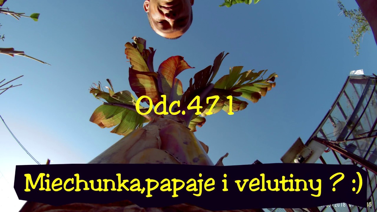 Odc.471-Sadzenie miechunki peruwiańskiej i sadzenie papai do gruntu. Papaje, miechunka.