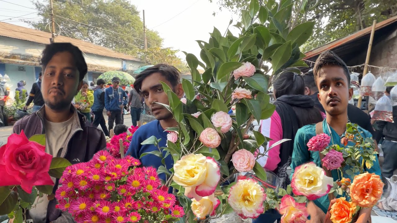 New Rose Variety & Camellia Plants With Price | Sunday Galiff Street Market | Best Flowers Forever 