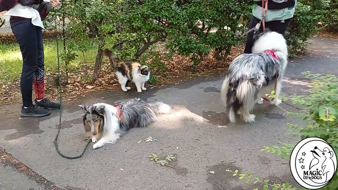 Ettől a macsk&aacute;t&oacute;l mindenki eldobja az agy&aacute;t...Amazing CAT WOW! #cattraining #dogtraining