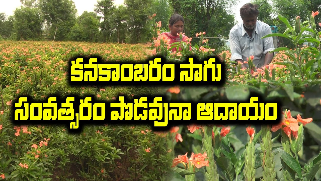 కనకాంబరం పూల సాగుతో లాభాలు భళా || Ideal farmer in Crossandra Flower Cultivation || Karshaka Mitra