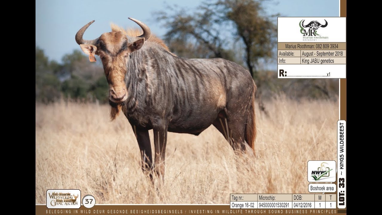 Kings Wildebeest from Marius Roothman Boerdery