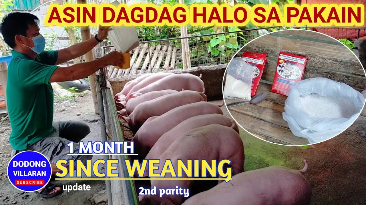 ASIN DAGDAG HALO SA PAKAIN / 1 MONTH SINCE WEANING / Dodong Villaran / 2nd parity