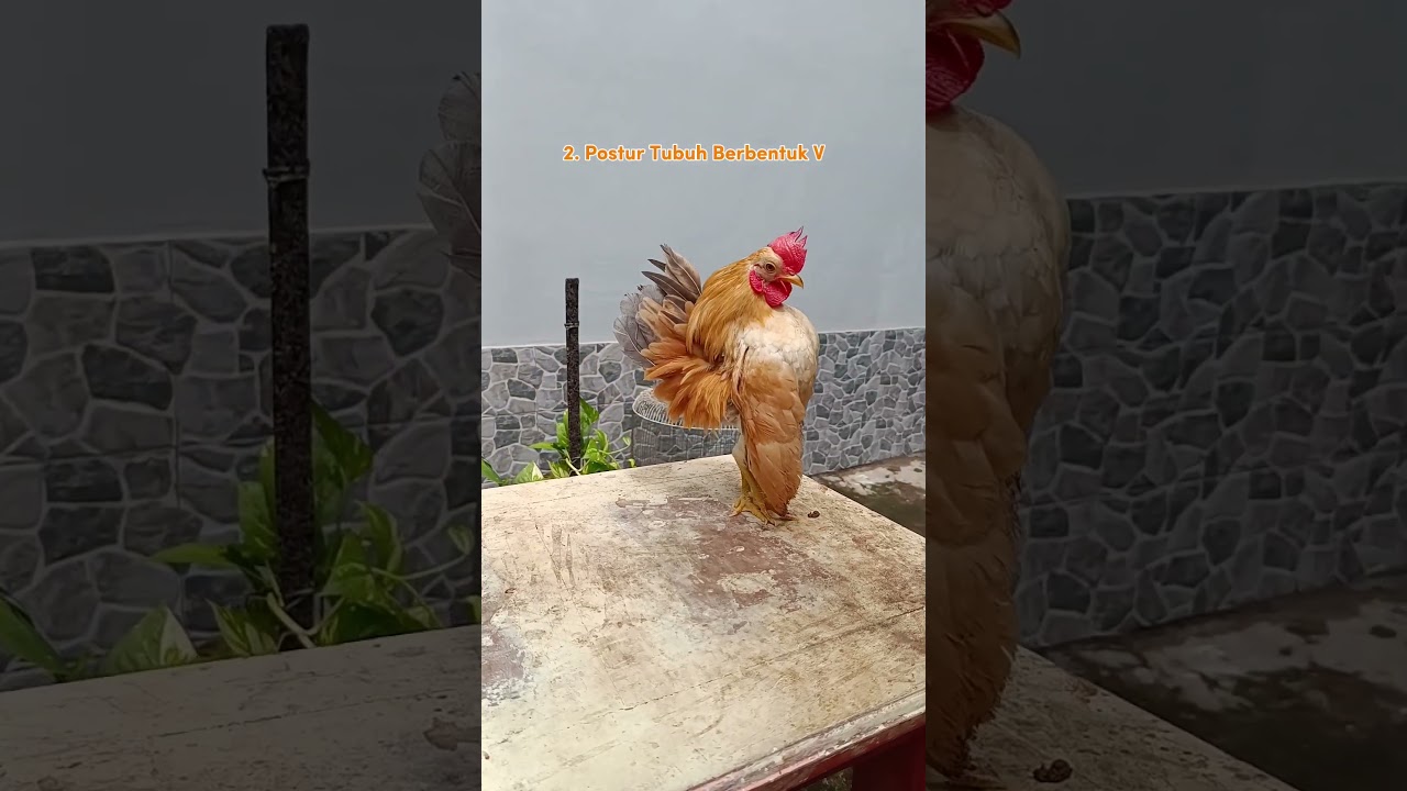 Fakta Tentang Ayam Serama
