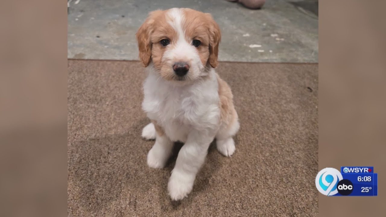 A Syracuse puppy finally gets adopted; but first, she becomes a Puppy Bowl champion