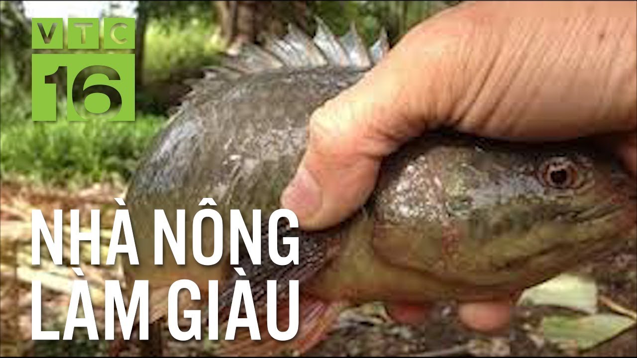 Làm giàu từ mô hình nuôi cá rô đồng | VTC16