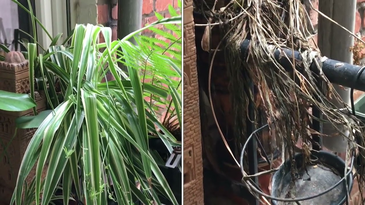 Rogue outdoor spider plants after winter frost : defeat?