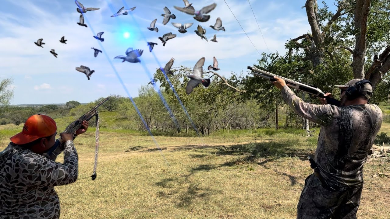 Cacería de palomas 2025