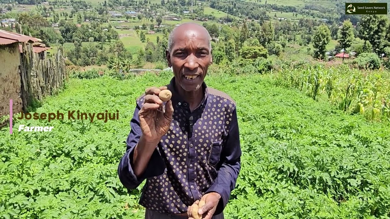 Seed potato production? Here's what  you need to know.
