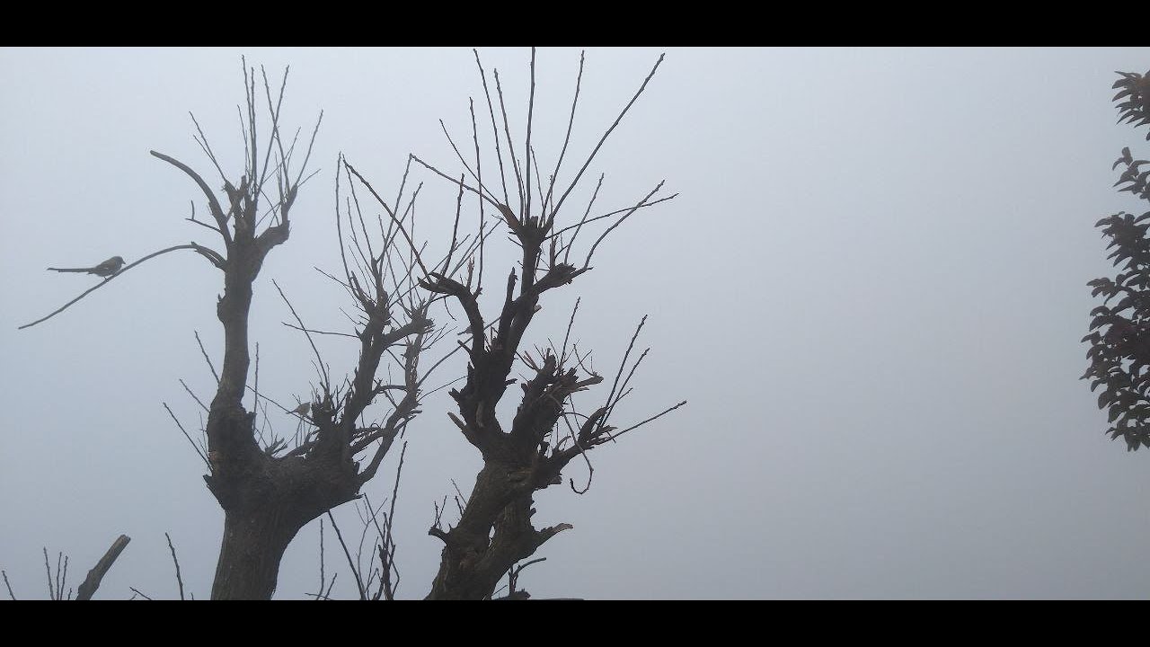 The Rain  || #Nature || #Rain || #Hills || #Shorts