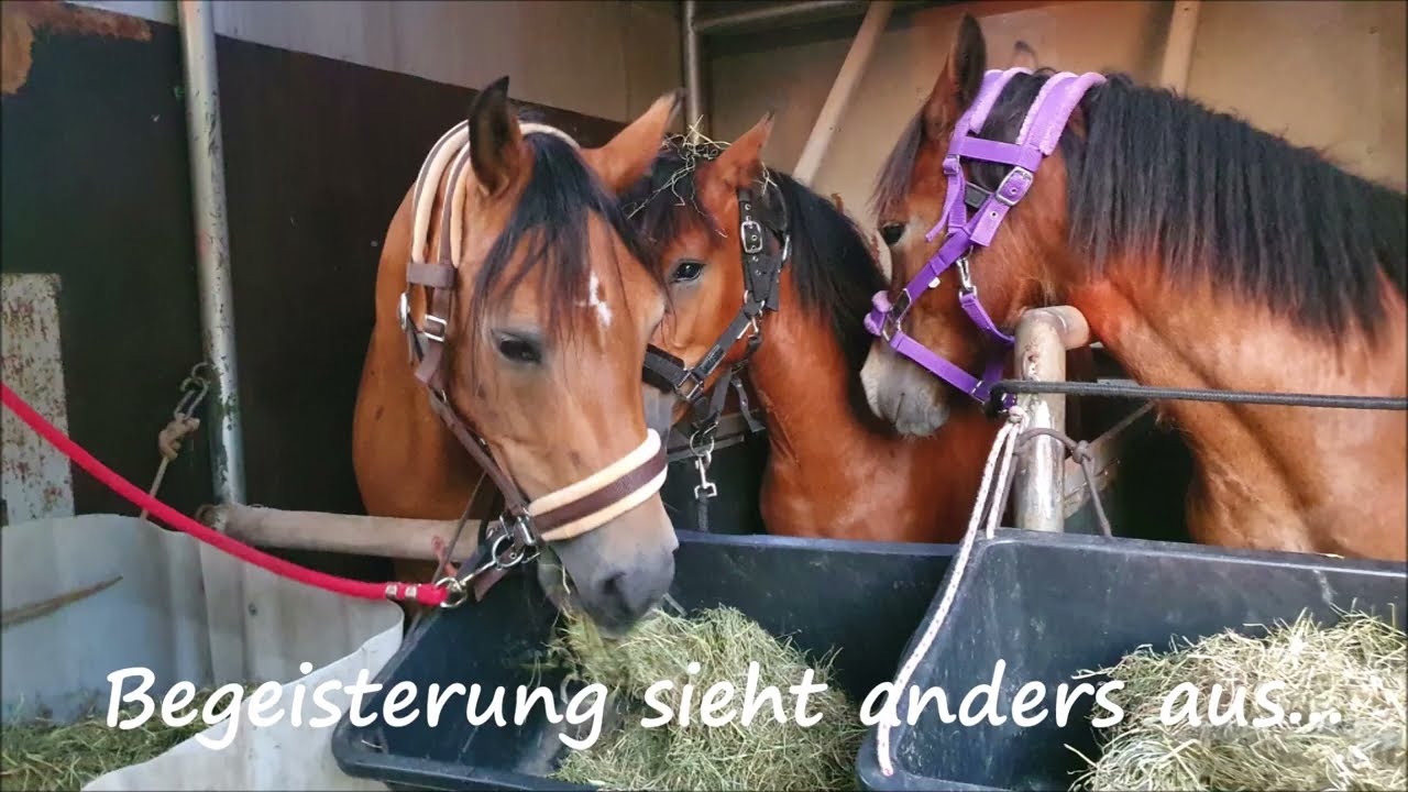Auswandern nach S&uuml;dfrankreich mit Pferden