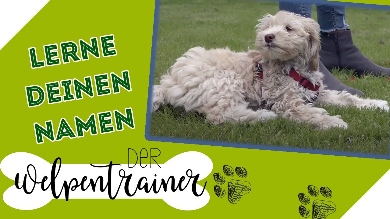 Tipps zum Namenstraining: So lernt dein Welpe seinen Namen | Der Welpentrainer | sixx