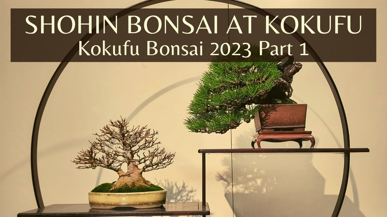 Kokufu Shohin Bonsai Section in 2023 Part 1 第97回国風盆栽展前期小品盆栽