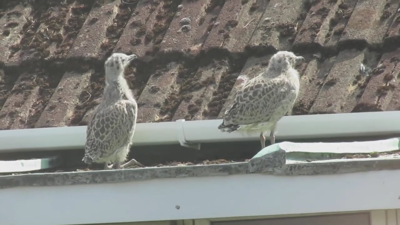 Two baby Seagulls,