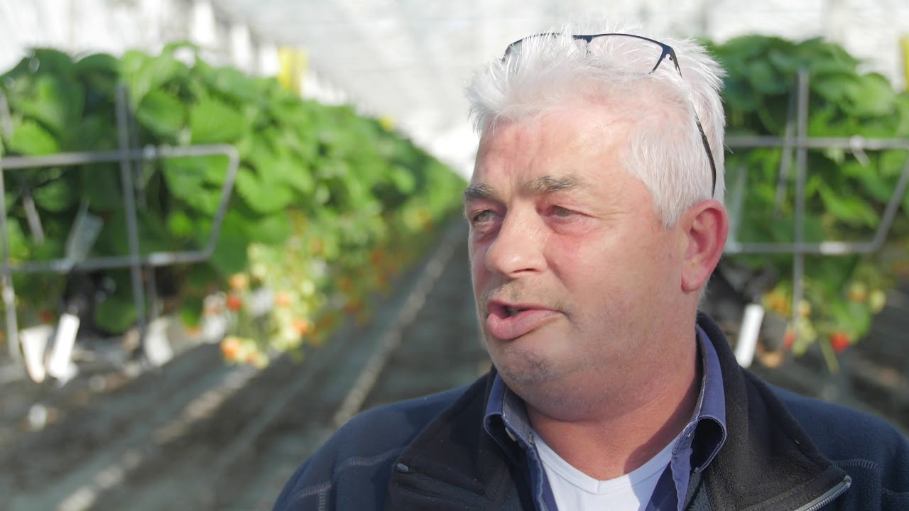 VPN - Cox Aardbeien