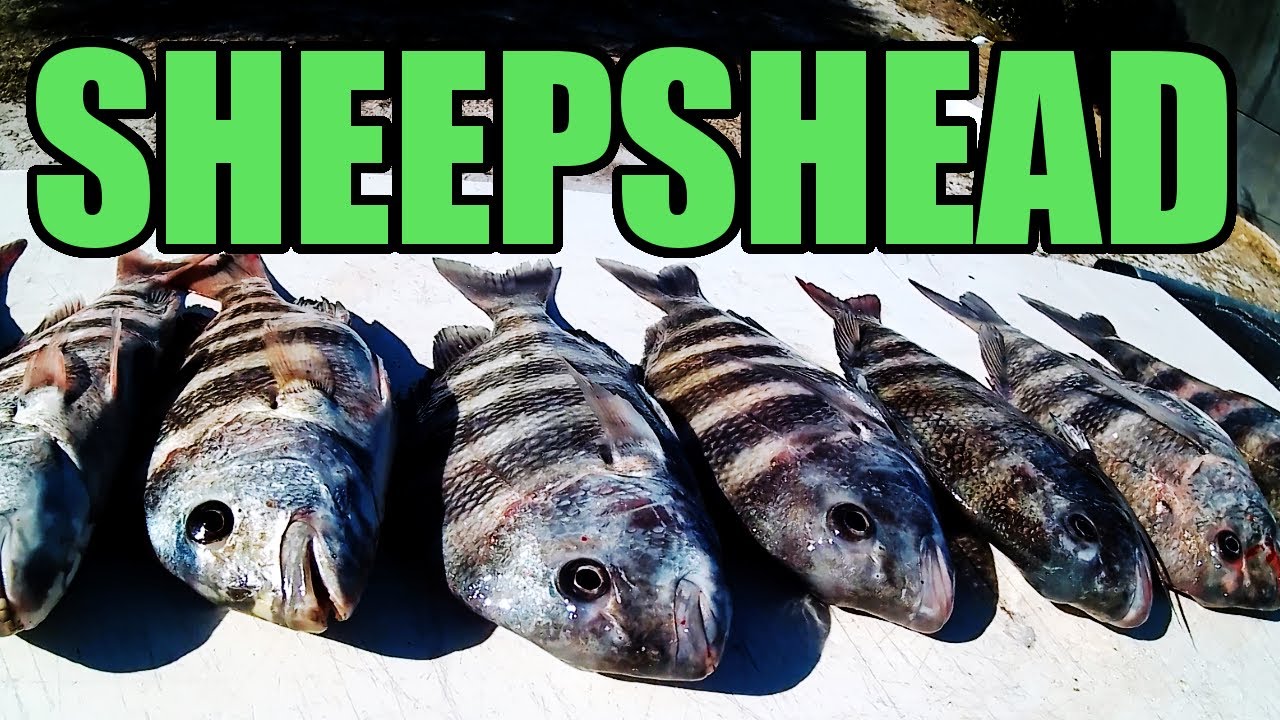 Best Sheepshead Fishing Setup (Baits, Rigs & Gear)