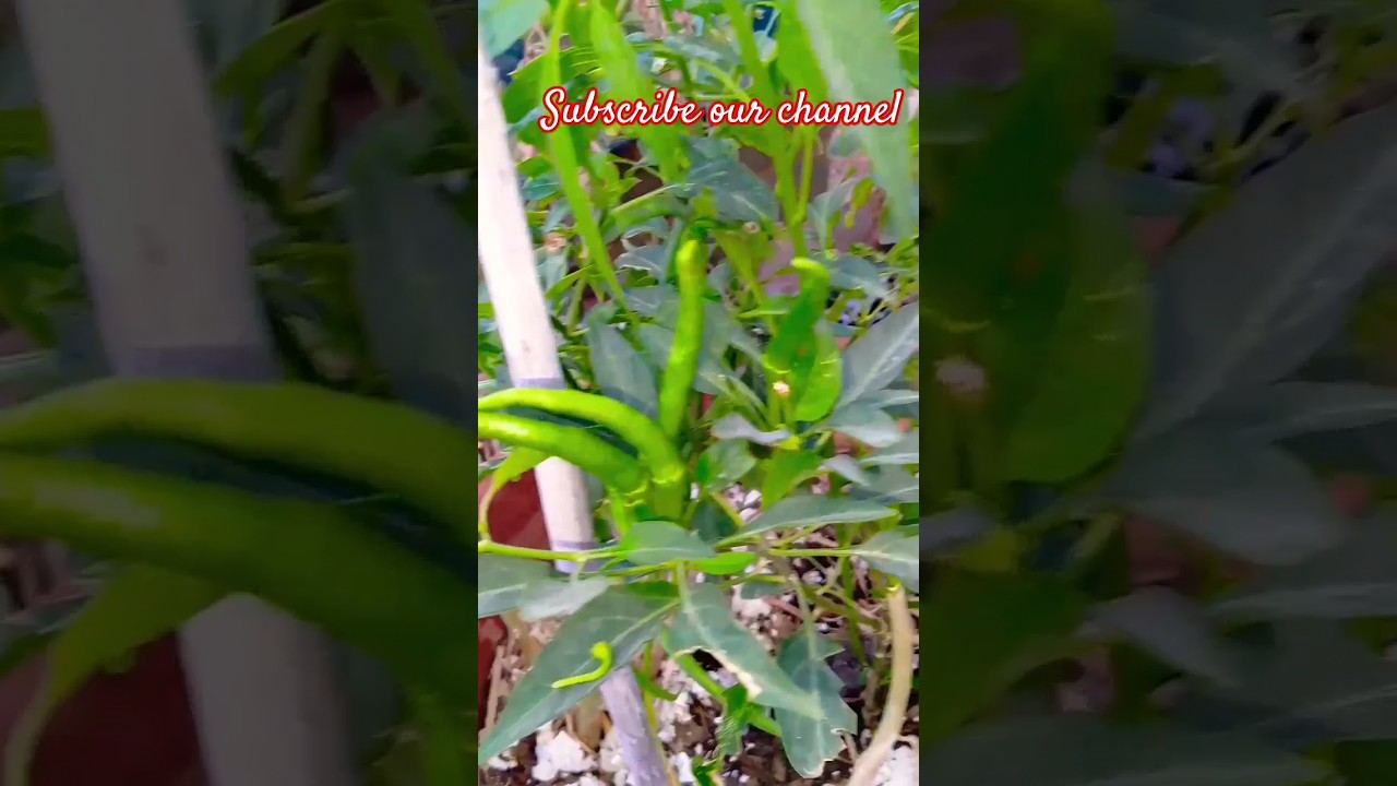 Instant fertilizer For Chilli Plants 
