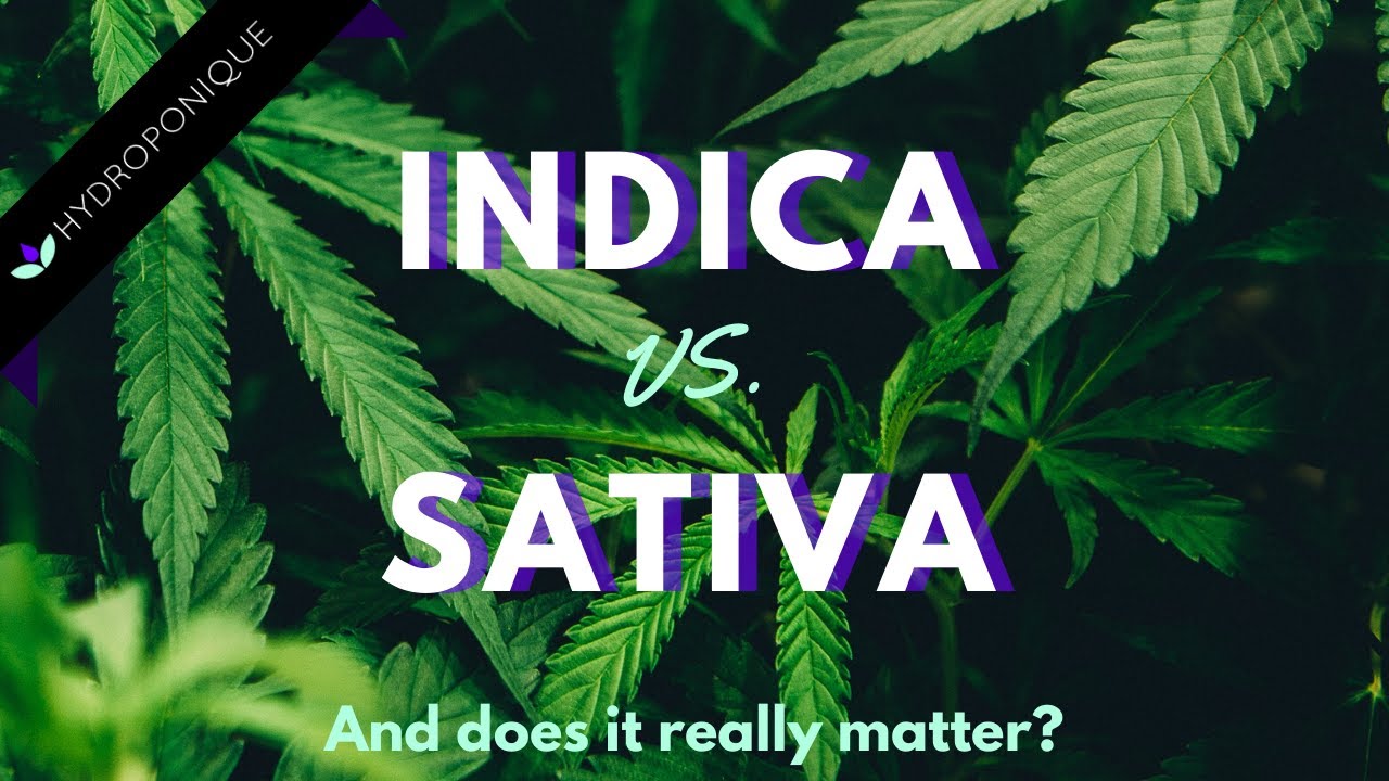Indica vs Sativa : And Does the Type of Plant Really Matter?
