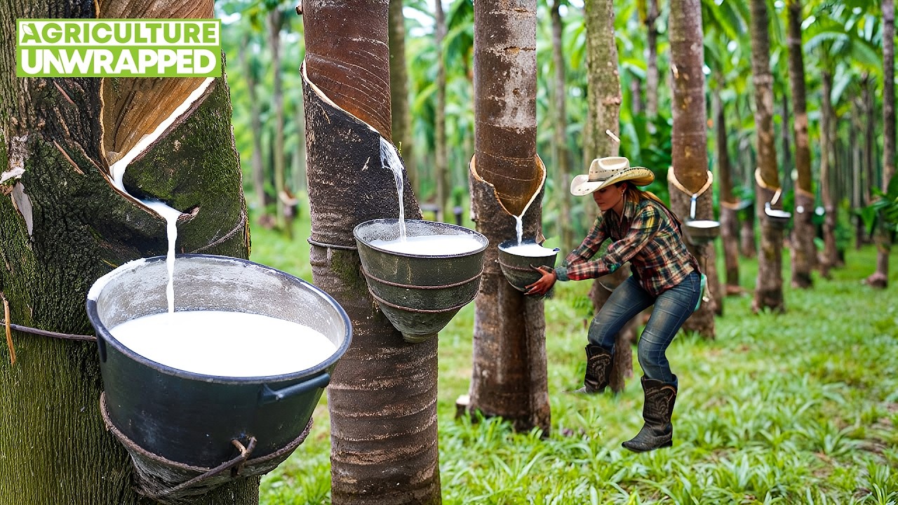 Thai Rubber Farming - How TONS Harvested & Processed