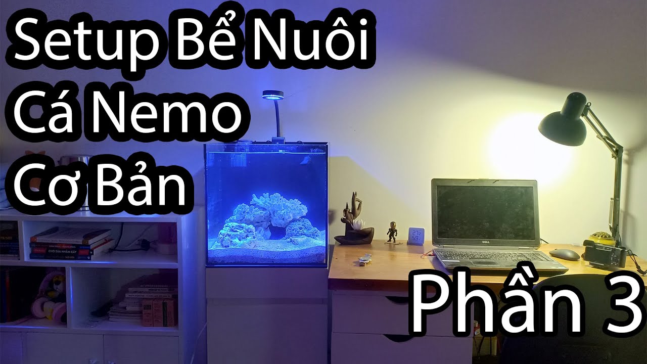 [ Part 3] Hướng Dẫn Set-Up Bể Nuôi Cá Nemo, Cá Biển Cơ Bản: Pha Muối, Cycle & Hoàn Thiện bể
