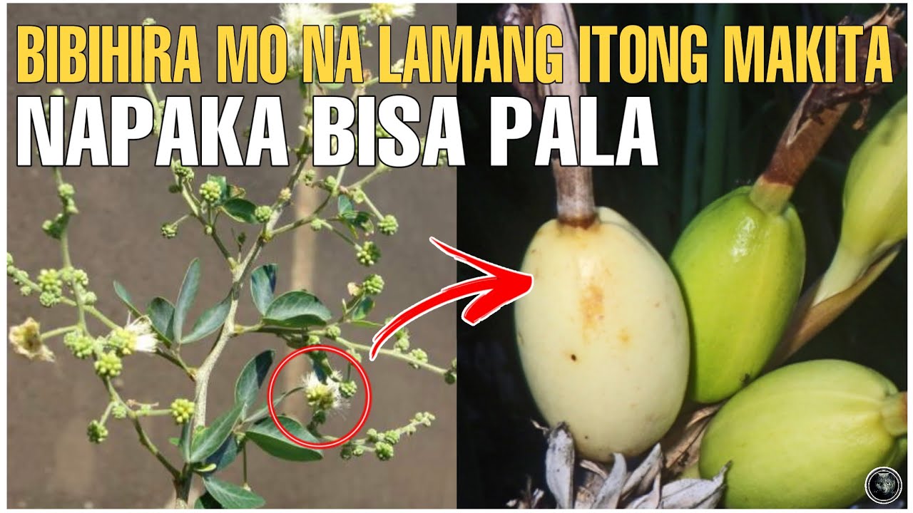 Bhes Tv; BIBIHIRA NA LAMANG ITONG MAKITA NGAYON NAPAKA BISA PALA AT MARAMING KAGAMITAN