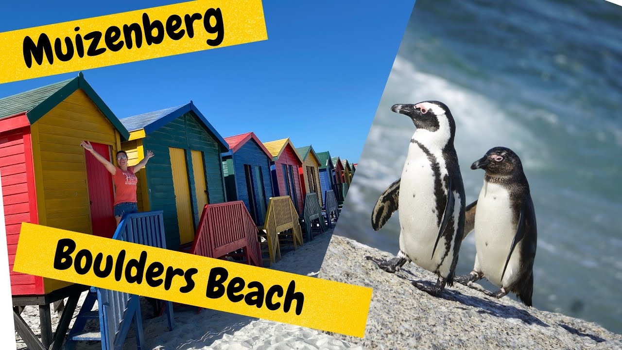 Boulders Beach I Pinguine I Kapstadt I Muizenberg I Kapstadt I Südafrika I