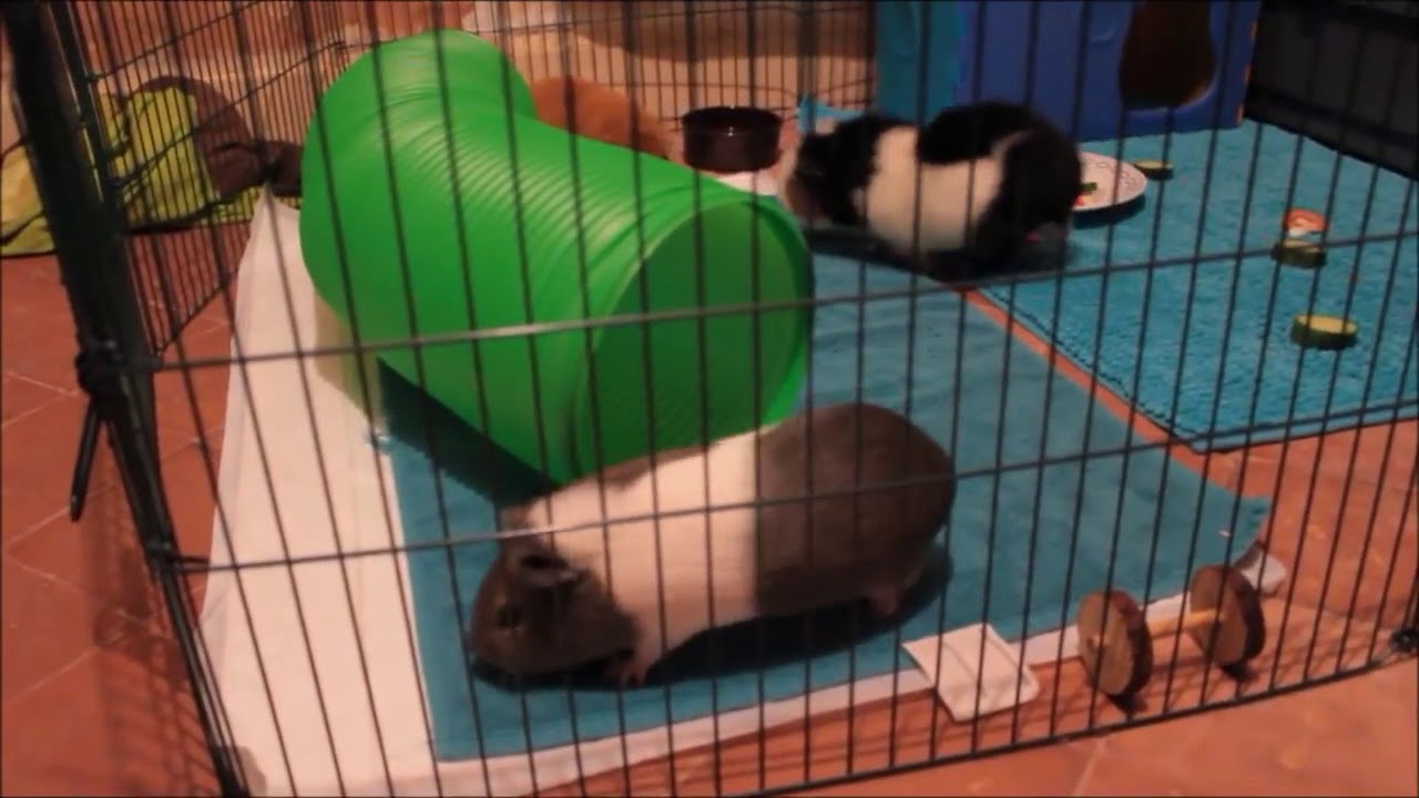 StarCacahouette #41 les cavy cage avec KaveeCage.com