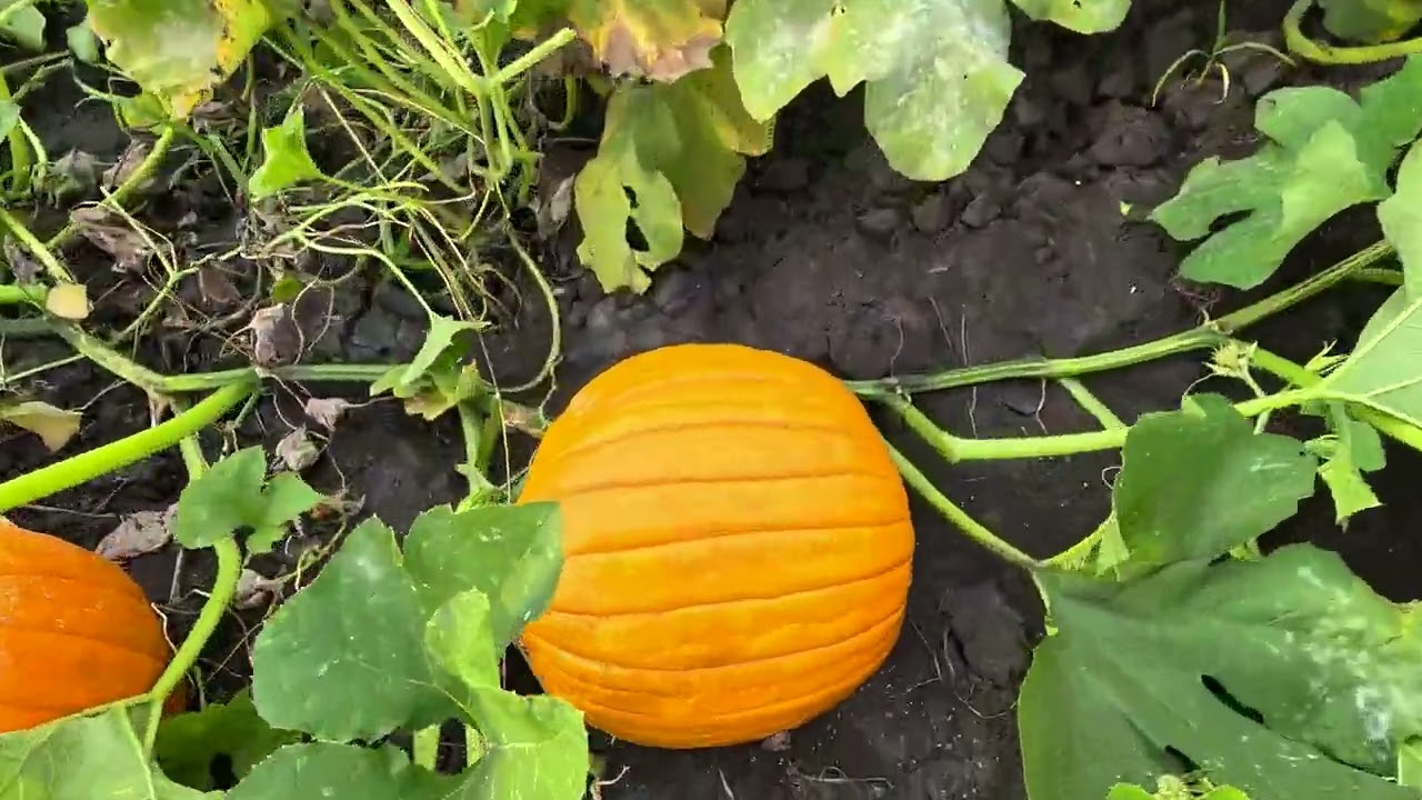 Pumpkin Harvest 2024 has STARTED! | Braam's Family Farm