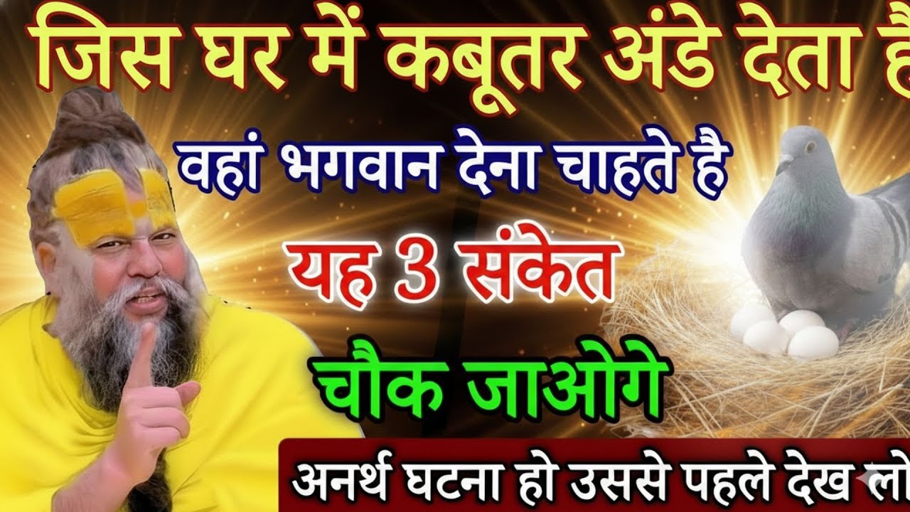 सावधान! अगर घर में कबूतर ने अंडा दिया है तो यह वीडियो जरूर देखें, वरना बाद में पछताओगे!